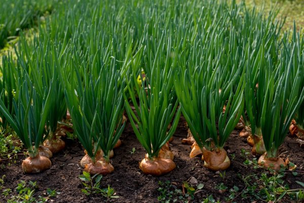 Купить наркотики онлайн