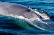 Всемирный день китов. Продолжительность жизни. Сколько живут киты? Коротко, но интересно